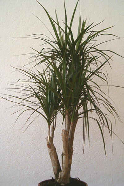 Dracena Marginata Free 14"