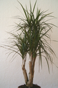 Dracena Marginata Free 14"