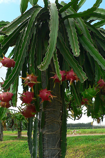 Dragon Fruit 4”