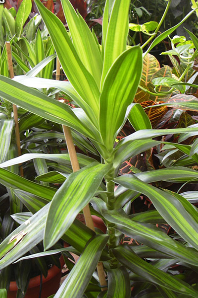 Dragon Tree Sol Cane 8”