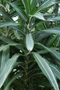 Dragon Tree Lisa 10"