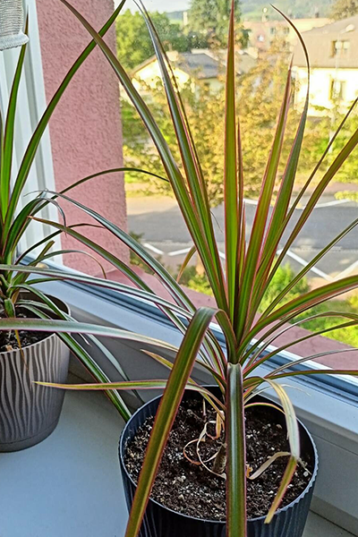 Dragon Tree Marginata 8"