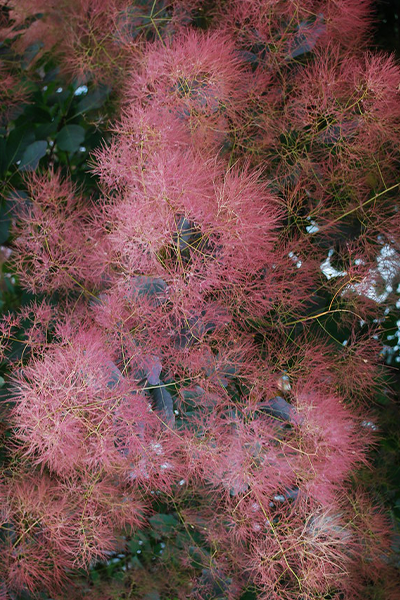 Dusky Maiden Smokebush 5G