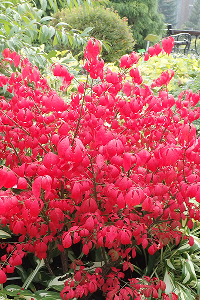 Dwarf Burning Bush 2G