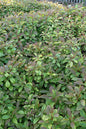Dwarf Cranberrybush Viburnum 2G