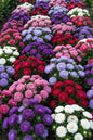 Dwarf Mix Aster 1G