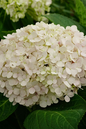 Early Evolution Hydrangea 2G
