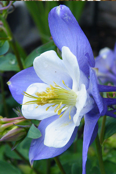Earlybird™ Blue & White Columbine 1G