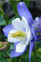 Earlybird™ Blue & White Columbine 1G