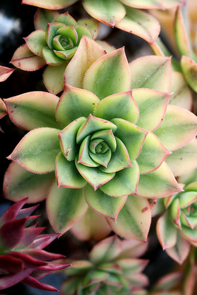 Echeveria 6”