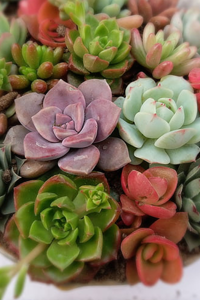 Echeveria Assorted 4”-5”