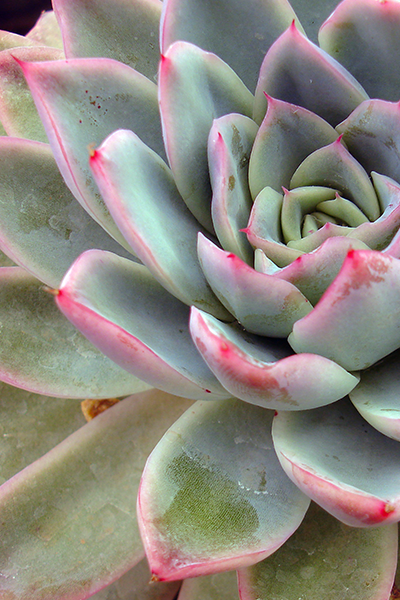 Echeveria Fiesta 2.5”