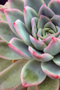 Echeveria Fiesta 2.5”