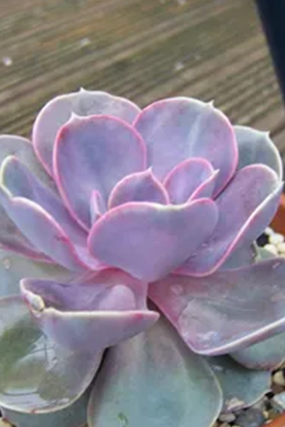 Echeveria Perle von Nur 2”