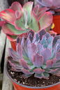 Echeveria Mixed Collection 4"