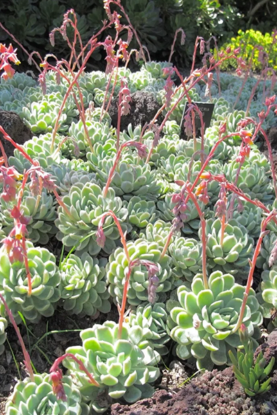 Echeveria Succulent 2–3”