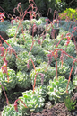 Echeveria Succulent 2–3”