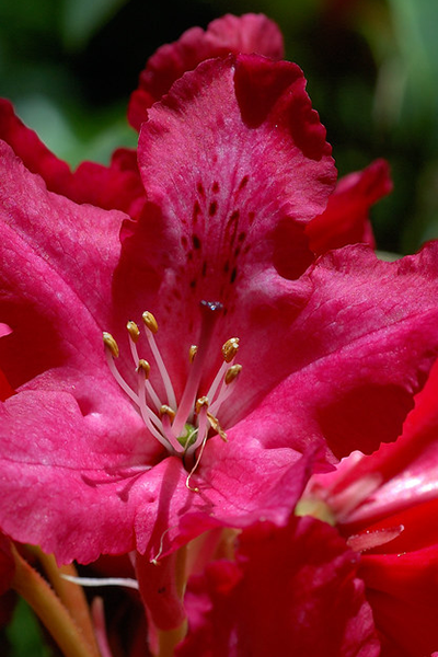 Electric Lights Red Azalea
