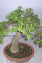 Elephant Bush 10”