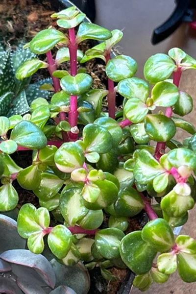 Elephant Rainbow Bush 4”