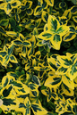 Emerald ’n Gold Euonymus 2G