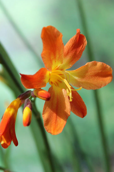 Emily McKenzie Crocosmia 1G
