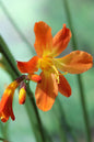 Emily McKenzie Crocosmia 1G