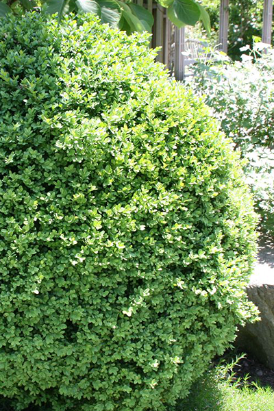 English Boxwood 7G