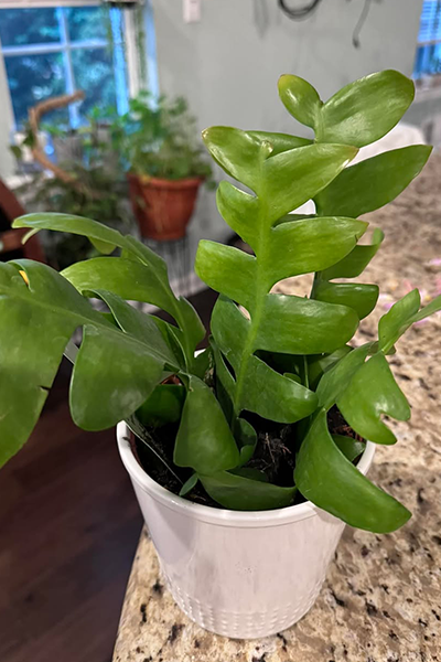 Epiphyllum Shark Fin 4”