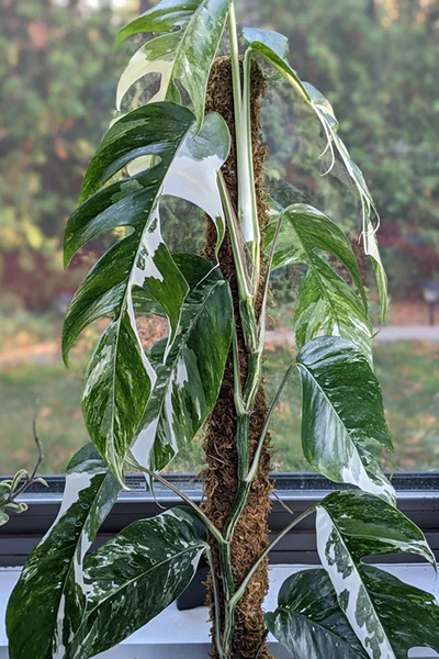 Epipremnum Albo Var 14” Pole