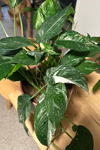 Epipremnum Albo Var 6”