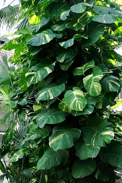 Epipremnum Aureum 6”