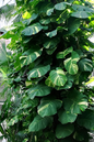 Epipremnum Aureum 6”
