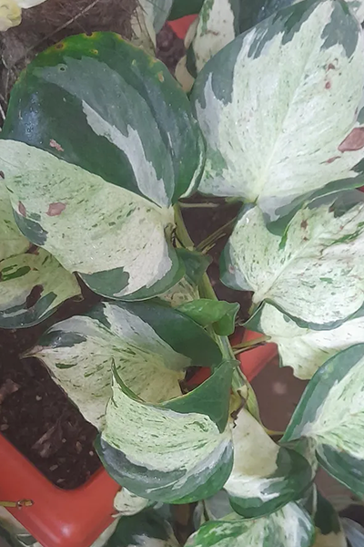 Epipremnum Manjula 4”
