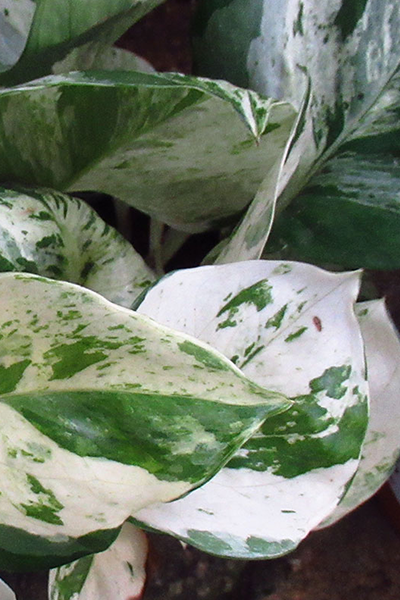 Epipremnum Marble Var 2”