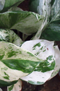 Epipremnum Marble Var 2”