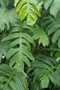 Epipremnum Pinnatum 4”
