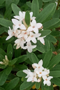 Eternal Fragrance Daphne 3G