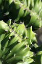 Euphorbia Cristata 4”