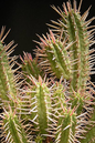 Euphorbia Ferox 6”
