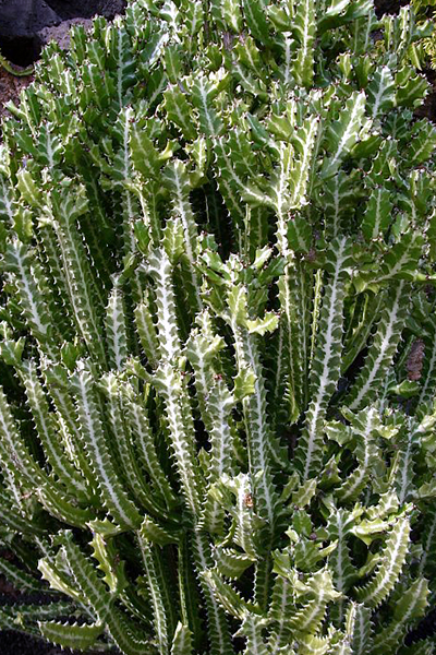 Euphorbia Variegata 2”