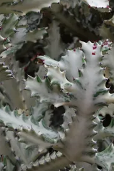 Euphorbia White Ghost 4”