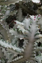 Euphorbia White Ghost 4”