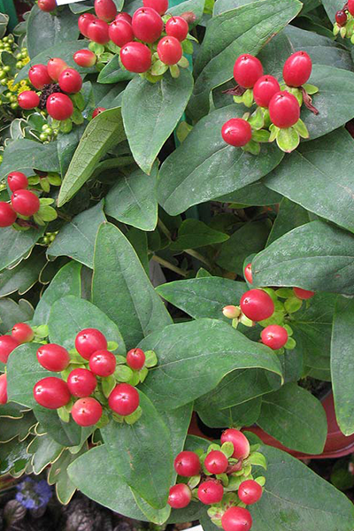 Ever Red Star St. John’s Wort 5G