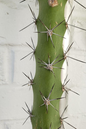 Fairy Castle Cactus 4"
