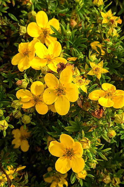 Fargo Dakota Potentilla 2G