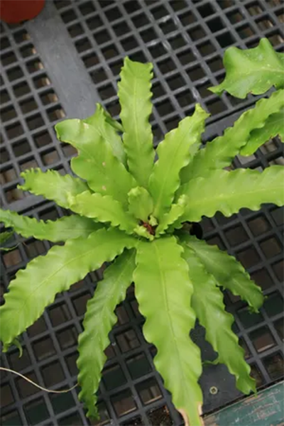 Fern Birdnest Victoria 6”