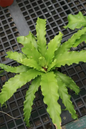 Fern Birdnest Victoria 6”