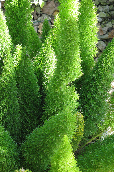 Fern Foxtail 10”
