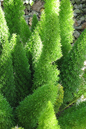 Fern Foxtail 10”